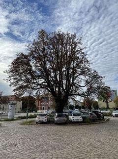 alte Kastanie an der Ecke Franz-Ziegler-Straße/Wilhelmsdorfer Straße