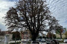 alte Kastanie an der Ecke Franz-Ziegler-Straße/Wilhelmsdorfer Straße