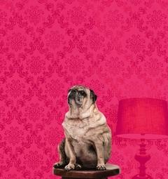 Mops sitzt vor knallrotem Hontergrund auf einem kleinen Holztisch.