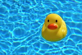 Badeente schwimmt im See