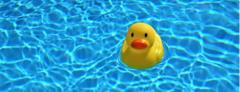 Badeente schwimmt im See