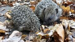 Igel in der freien Natur