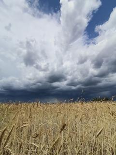 Kornfeld mit blauem Himmel