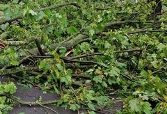 Für die Neutrassierung der B1 in Wust muss Grün umgelegt werden.