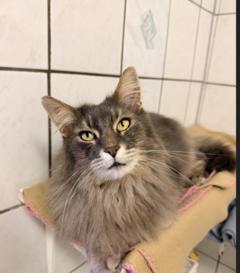 Dennis ist ein Maine-Coon-Mix.