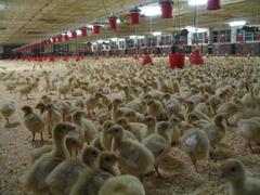 Blick in eine Putenaufzuchtanlage mit ganz vielen jungen Puten