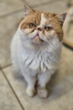 braun-weiße Perserkatze schaut nach oben.