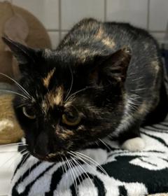 schwarz-weiß-braun getigerte Katze