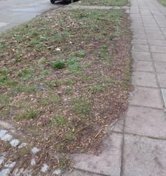 überwachsener Fußweg