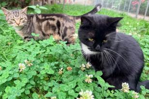 ine schwarze Katze und eine getigerte spielen im Garten.