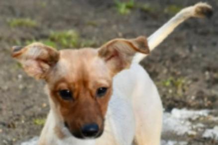 Welpe mit glatten hellem Fell