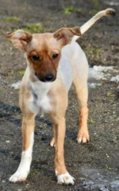 Welpe mit glatten hellem Fell