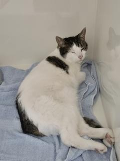 Fundkatze Wiener Straße