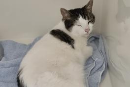 Fundkatze Wiener Straße