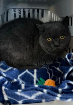 British Kurzhaar Kater in einer Transportbox.