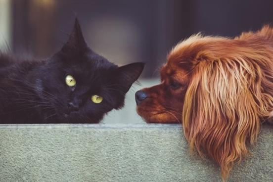 Neuer Online-Service: Fundtier-Liste, vor allem relevant für entlaufene Hunde und Katzen
