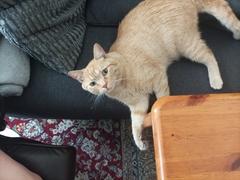 Kater liegt auf der Couch.