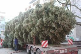 Vor dem Aufrichten wird die Tanne "ausgepackt"