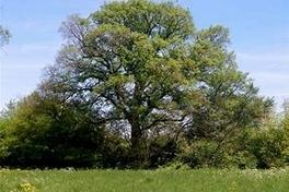 Waldspaziergang und Baum des Jahres 2019