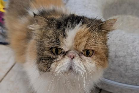 braun-weiße Perserkatze.