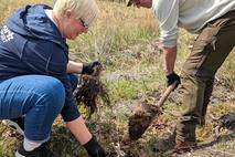 In Zweierteams ging das Pflanzen flott voran