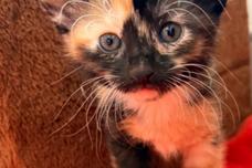 Eine gecheckte Babykatze.