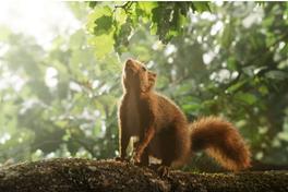 Eichhörnchen sitzt auf dem Ast