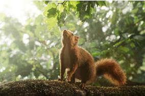 Eichhörnchen sitzt auf dem Ast