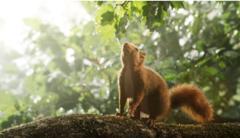 Eichhörnchen sitzt auf dem Ast