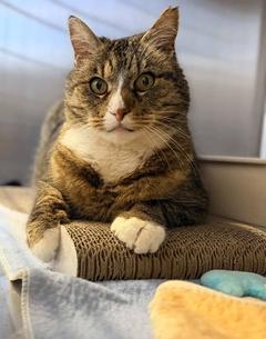 weiß-getigerte Katze