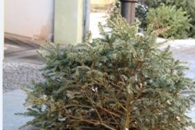 Weihnachtsbaum vor der Tür