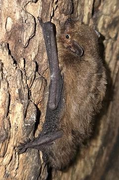 Fledermaus