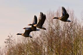 Fliegende Vögel