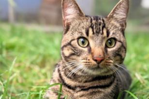 graugetigerte Katze spielt im Gras.