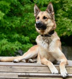 Schäferhund-Mix Rambo sitzt auf einer Bank
