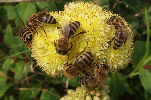 Bienen auf einer gelben Blüte