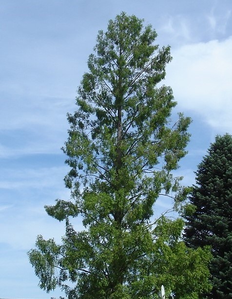 Naturdenkmal 35: Mammutbaum (Metasequoia glyptostroboides) am Fritze-Bollmann-Weg (PRIVAT, nicht zugänglich, aber vom Weg einsehbar)